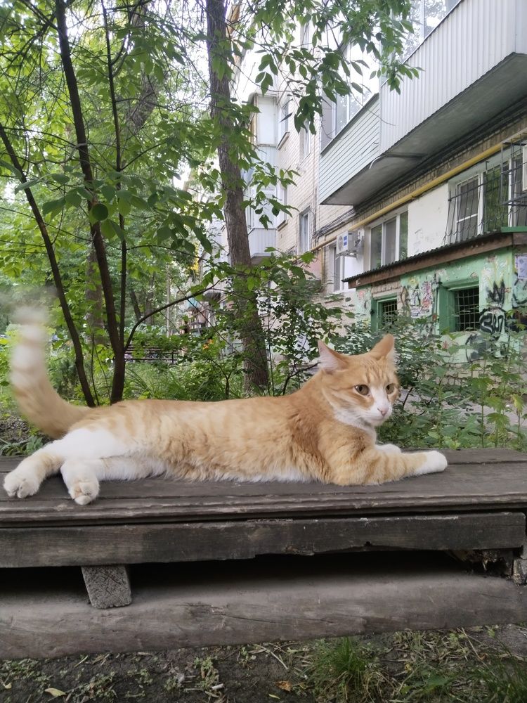 Дворовый кот отдыхает