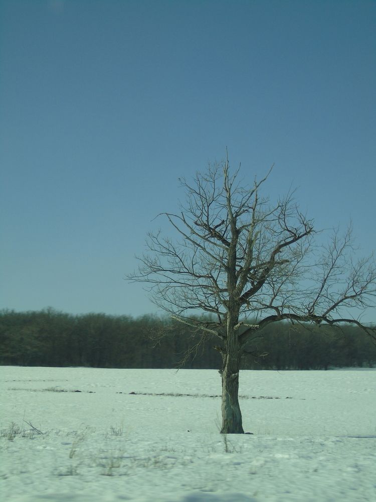 Photograph by Хайбуллина Флора