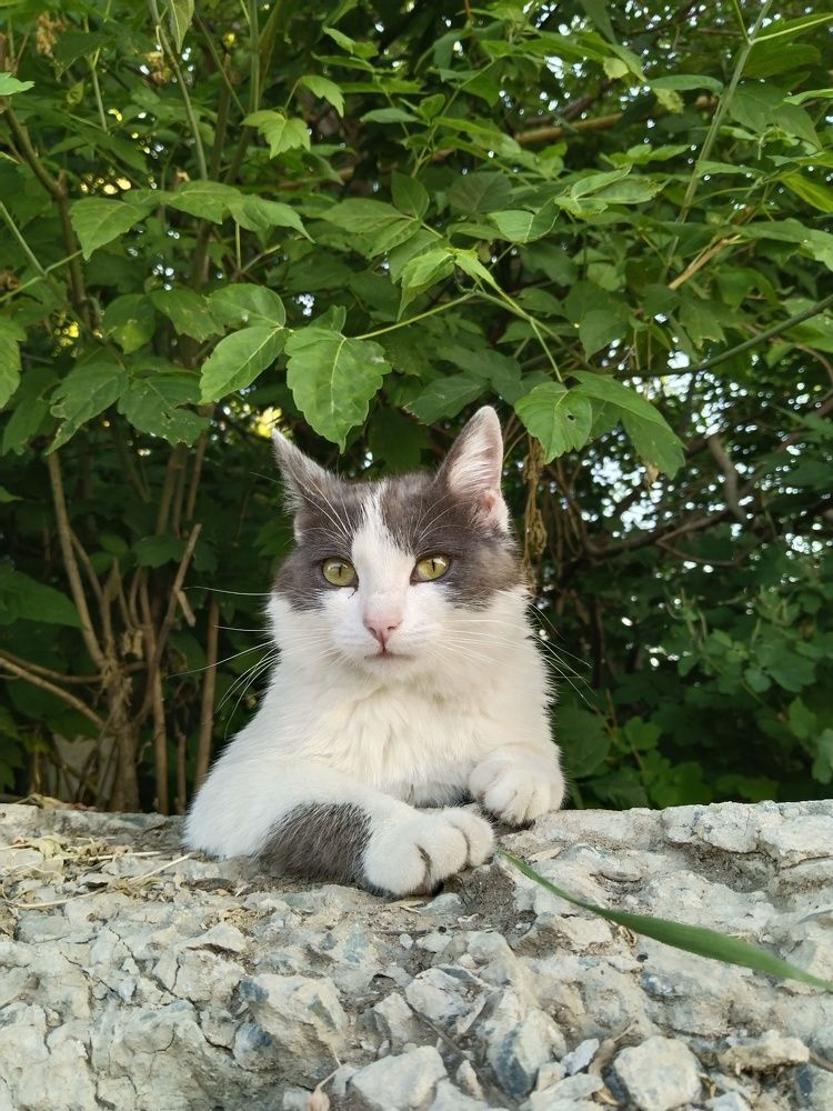Деревенский кот