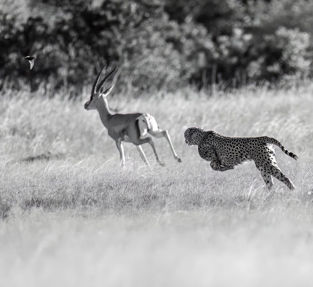 Фотография автора Rajharsha Narayanswamy Narayanswamy