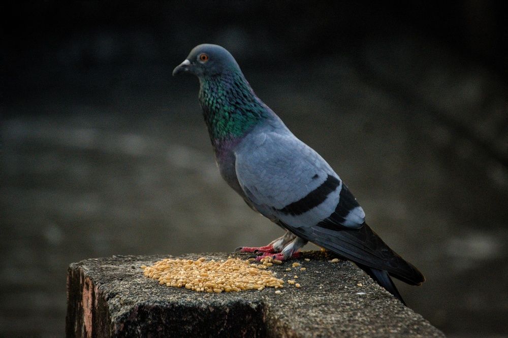 Photograph by Bragadeesh R