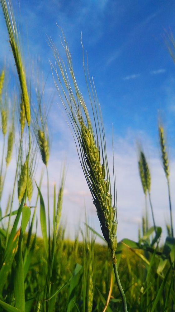 Photograph by Marziyeh Nasiri