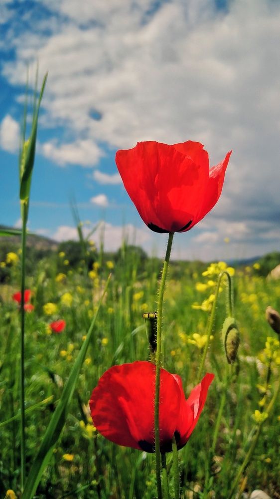 Photograph by Marziyeh Nasiri
