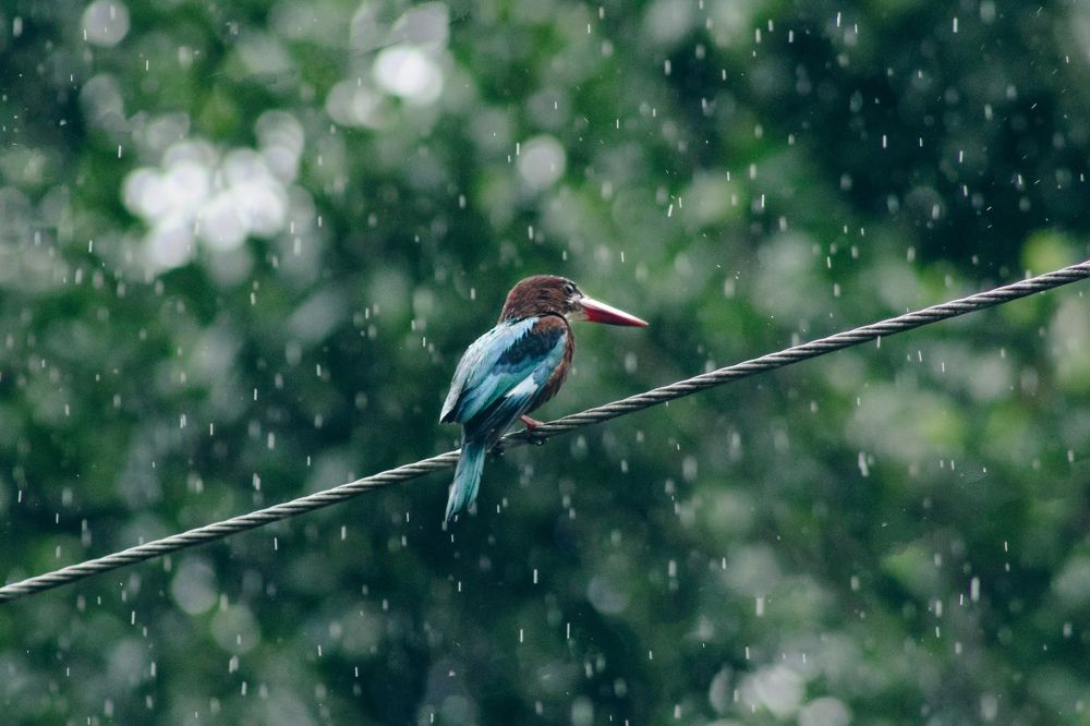 Sitting pretty on the power line