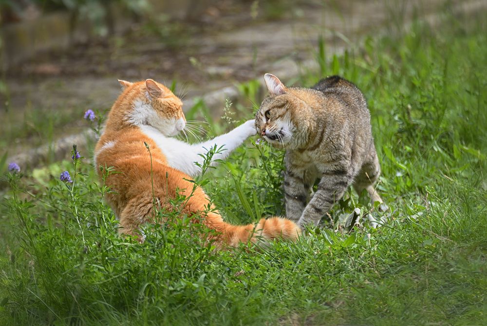 Photograph by Явор Янев