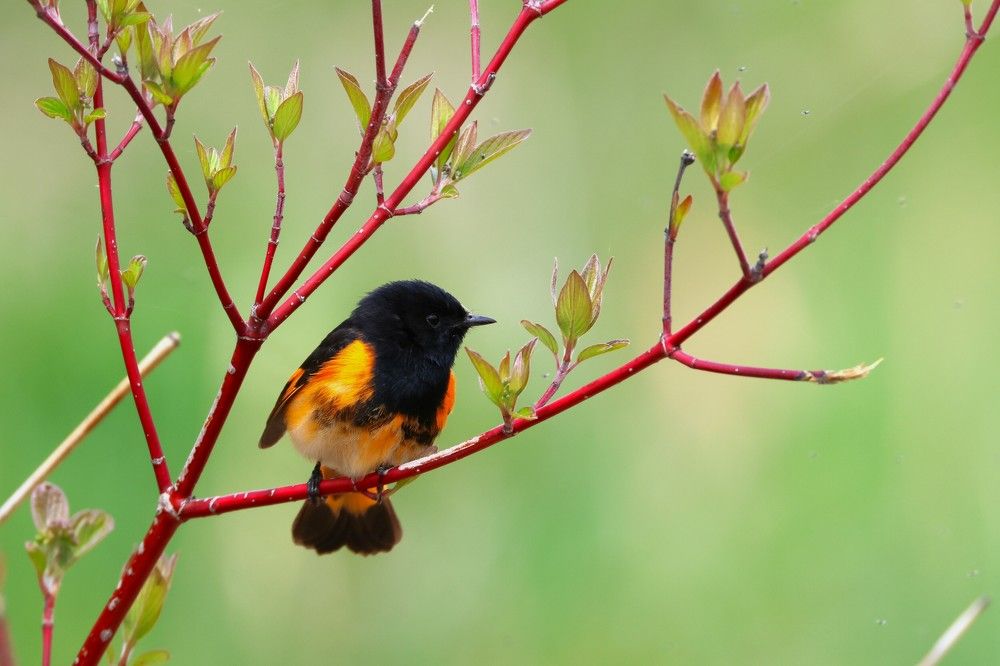 Фотография автора Elliot