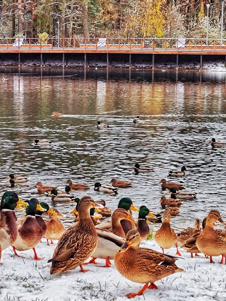 Photograph by Олеся Хижко