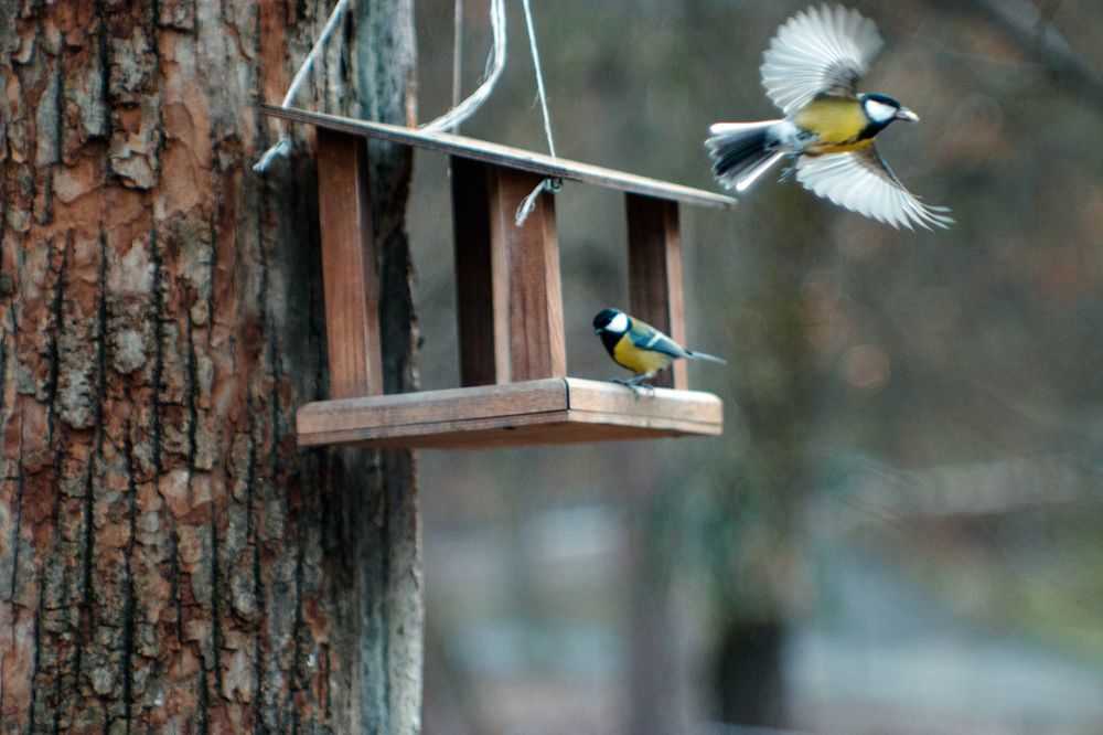 Photograph by Валентина Дворниченко