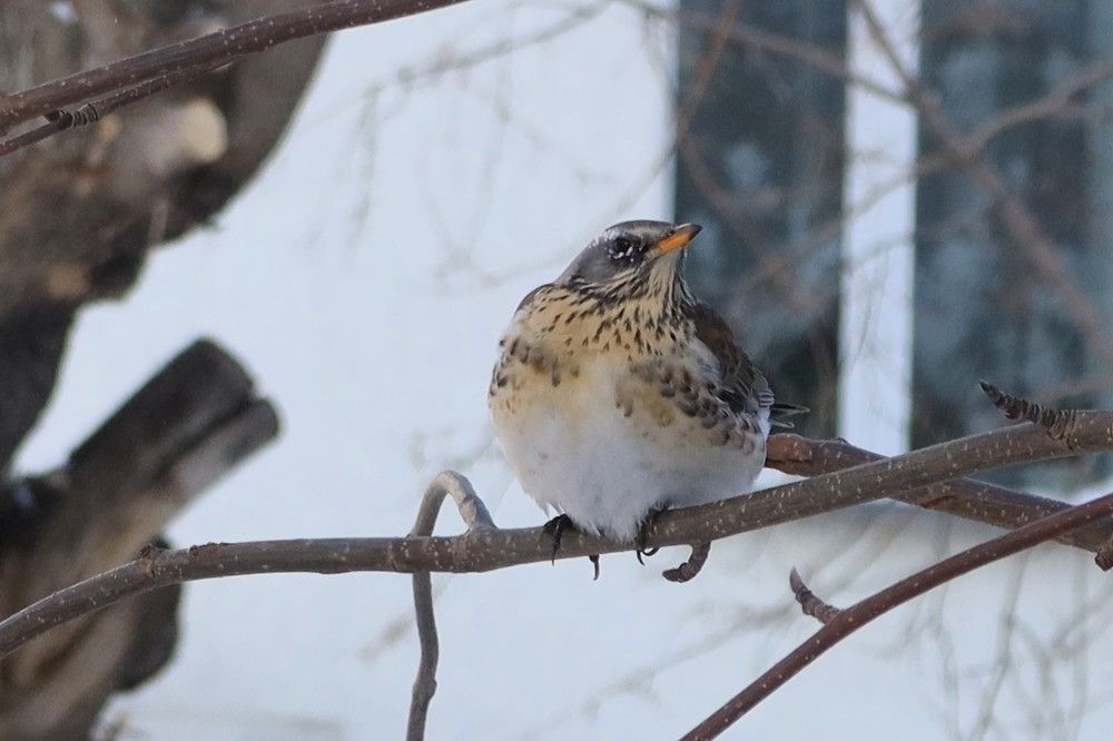 Дрозд рябинник