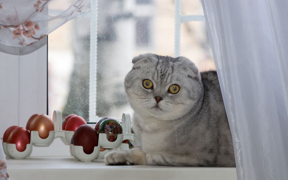 Фотография автора Владимир Каштанов