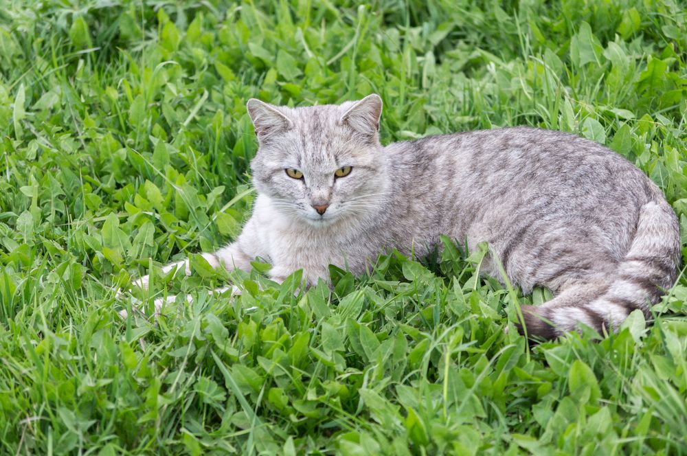 Фотография автора Владимир Каштанов