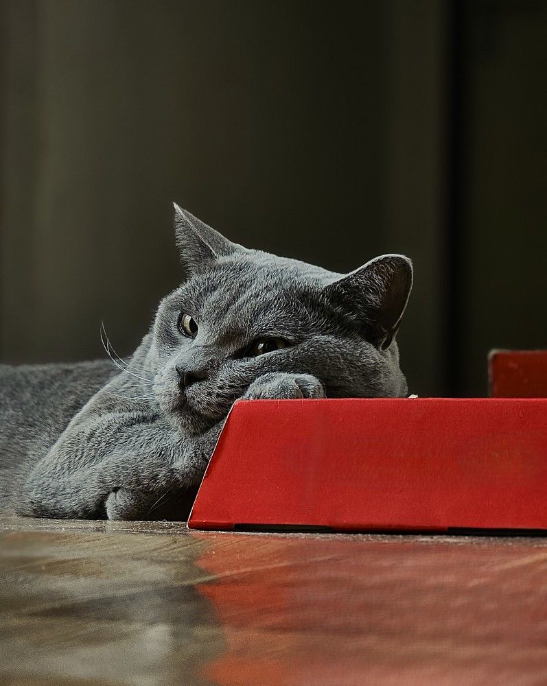 Фотография автора Максим Грибанов