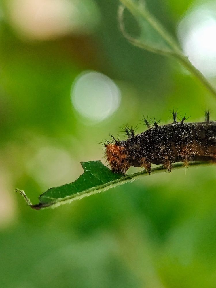 Photograph by Sourav pramanik