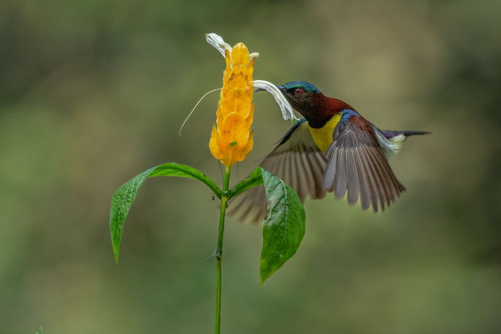 Sunbird
