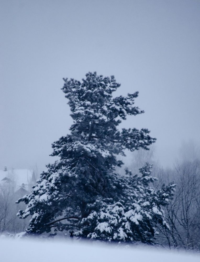 Photograph by Ольга Заповедная