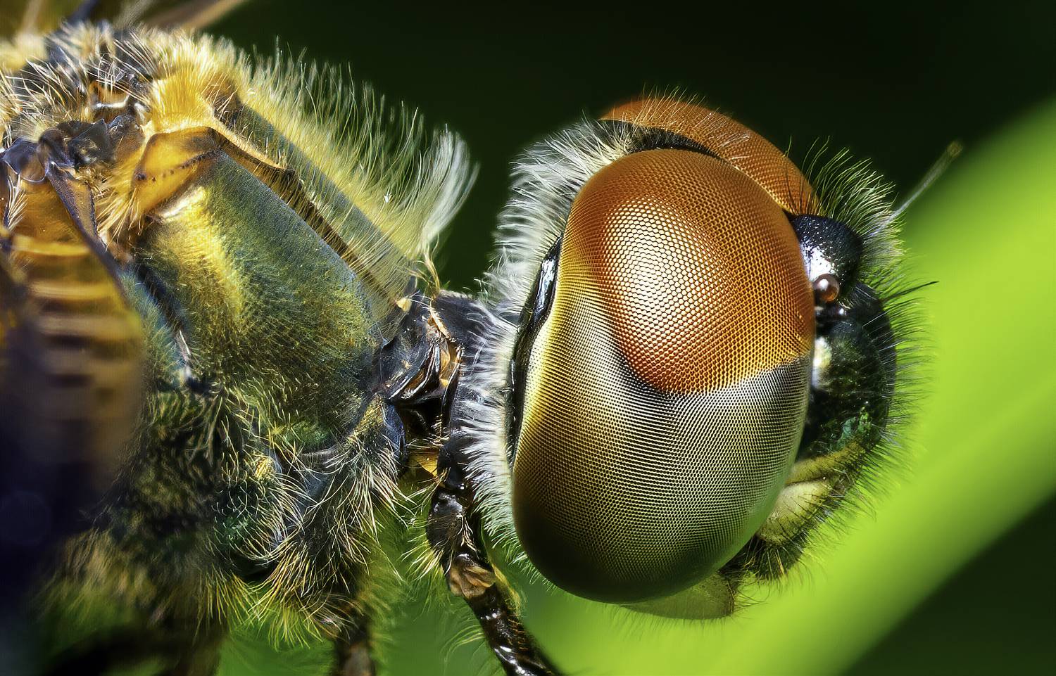 Dragonfly, Rhyothemis variegata