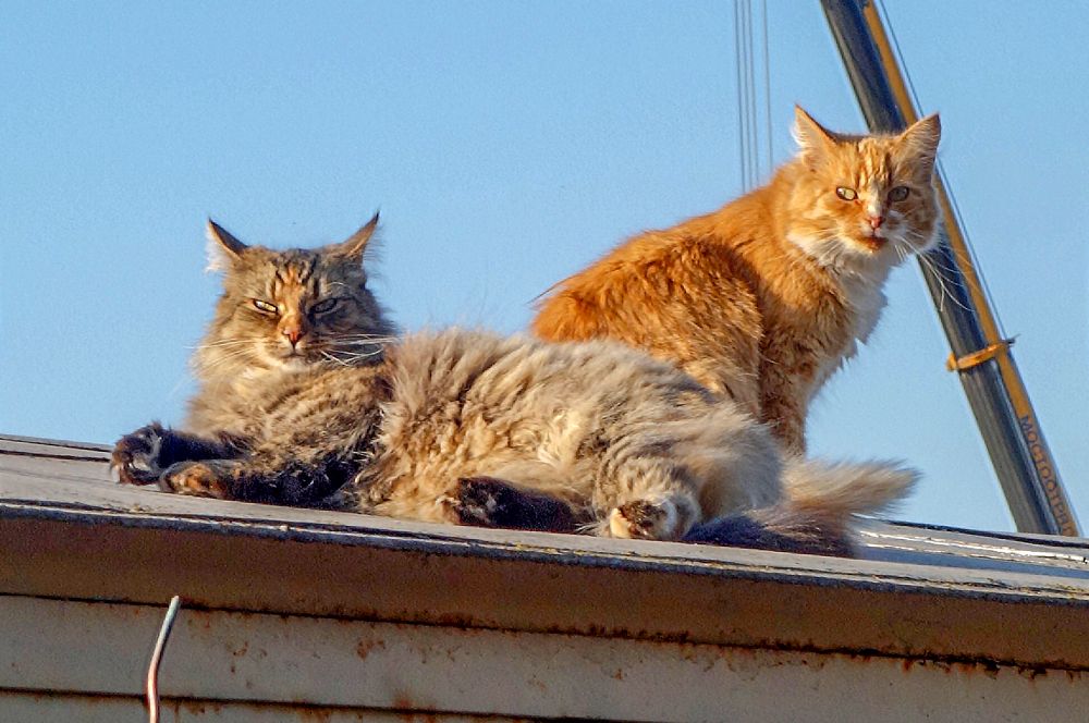 Photograph by IRINA KORNEVA