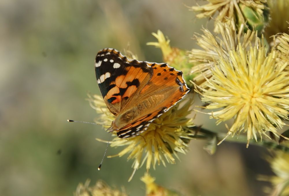 Photograph by сергей мишаков