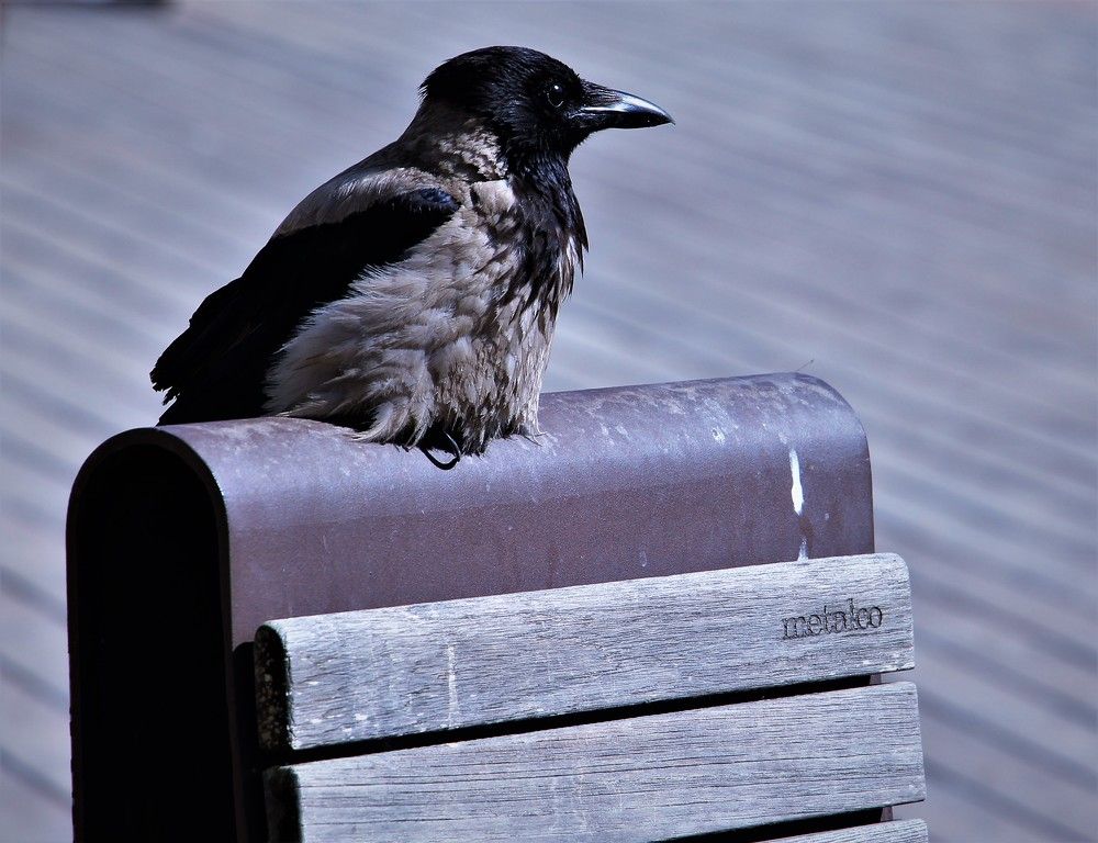 Photograph by Людмила Бутова