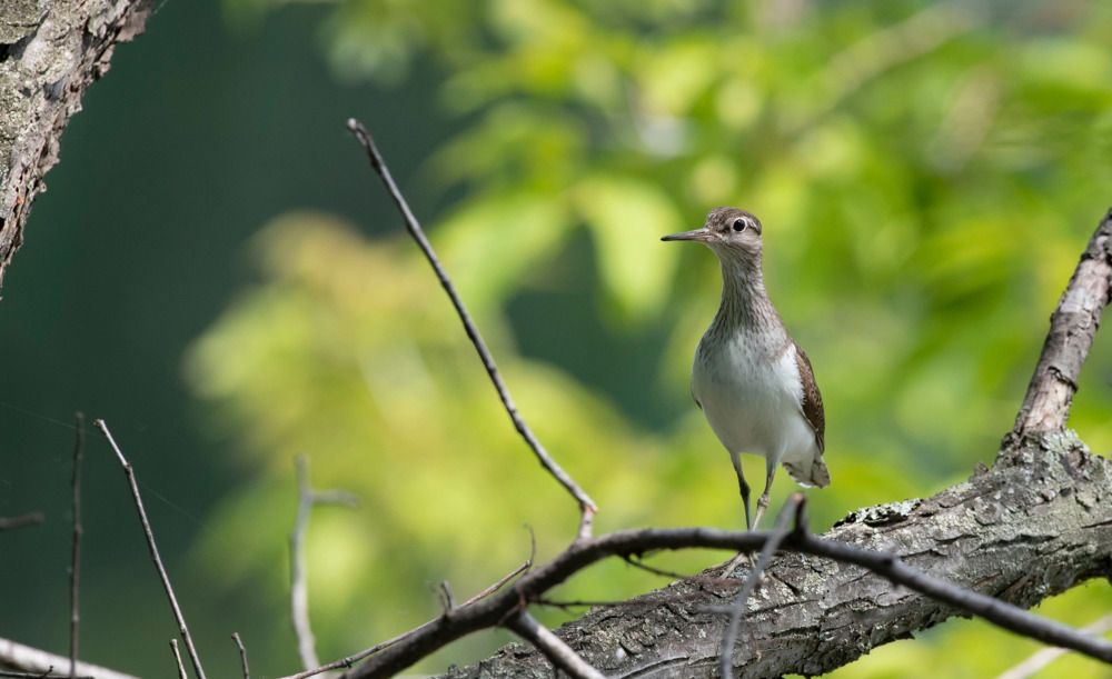 Photograph by Михаил Зубарев