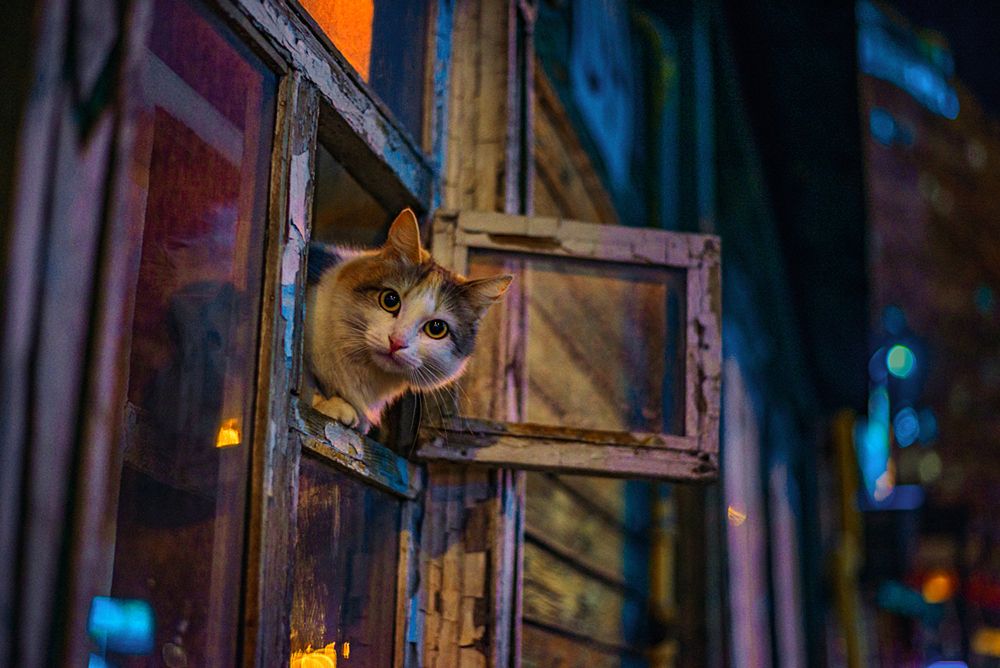 Вечерний портрет