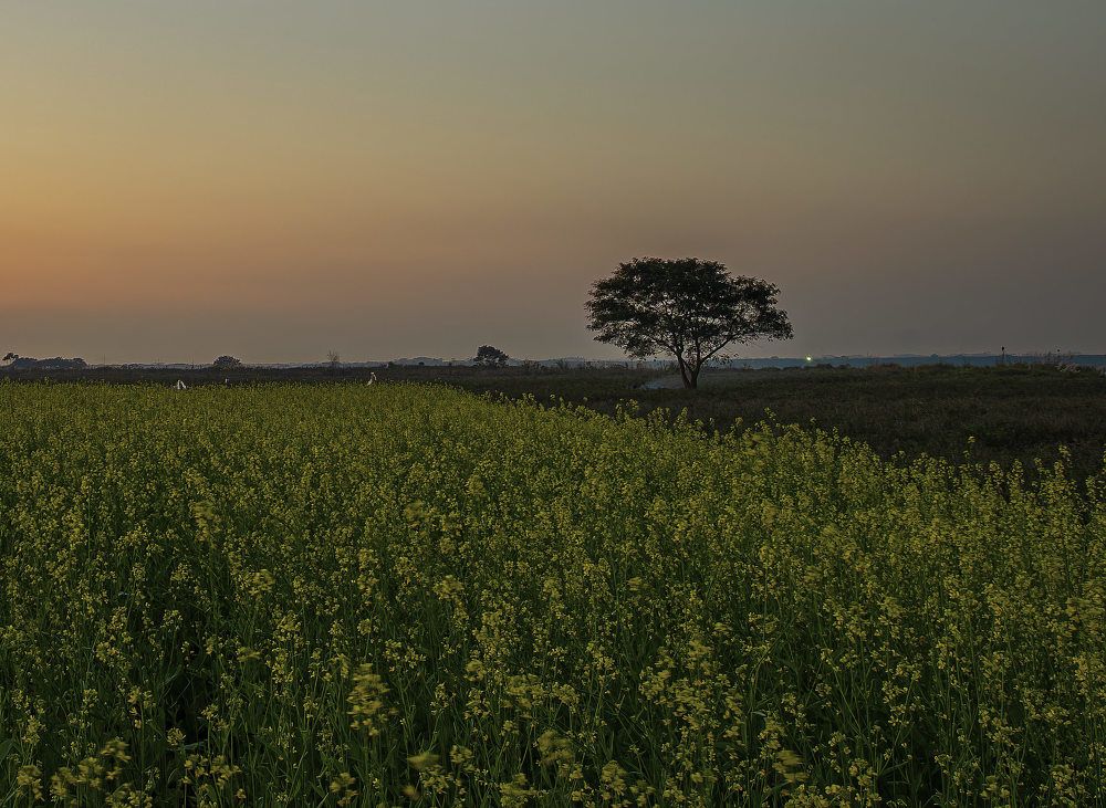 Photograph by Hanh P. T. Pham