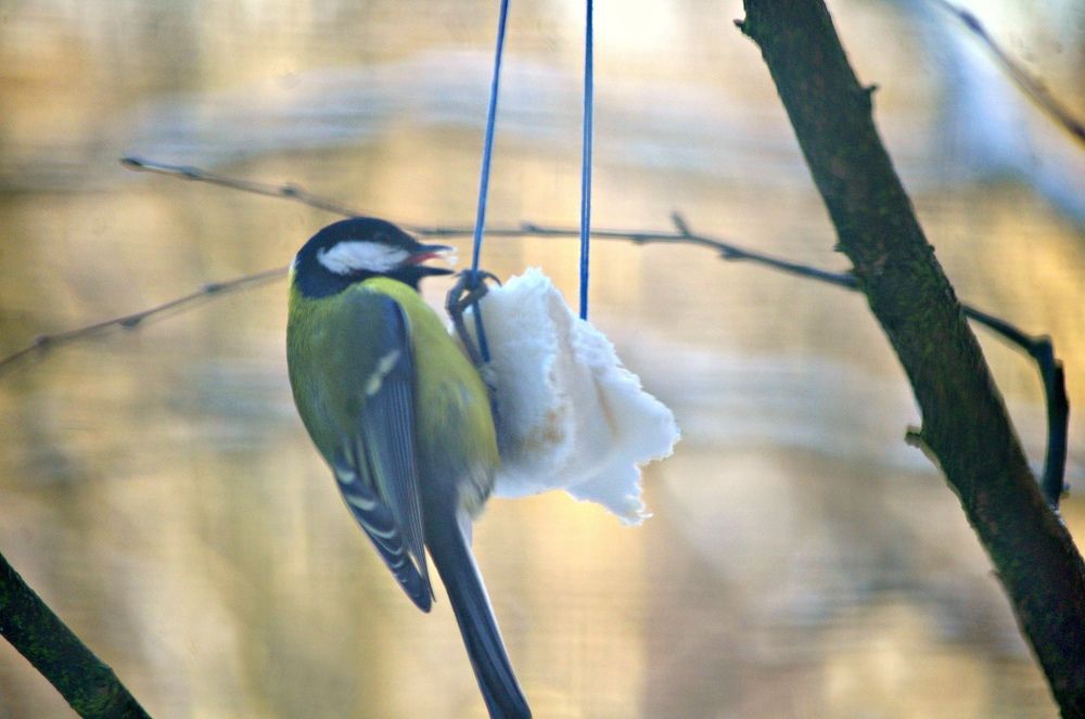 Photograph by Светлана Герасимчук