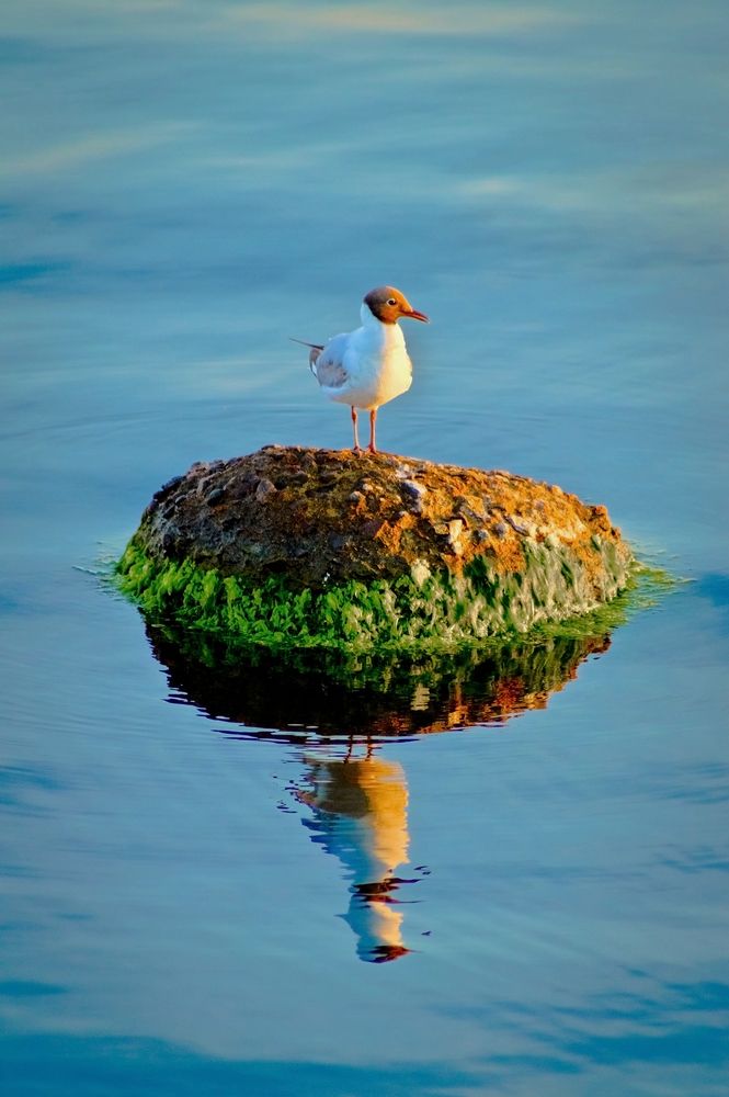 Без названия