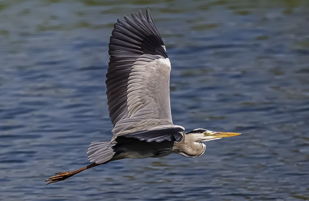 Фотография автора Reda