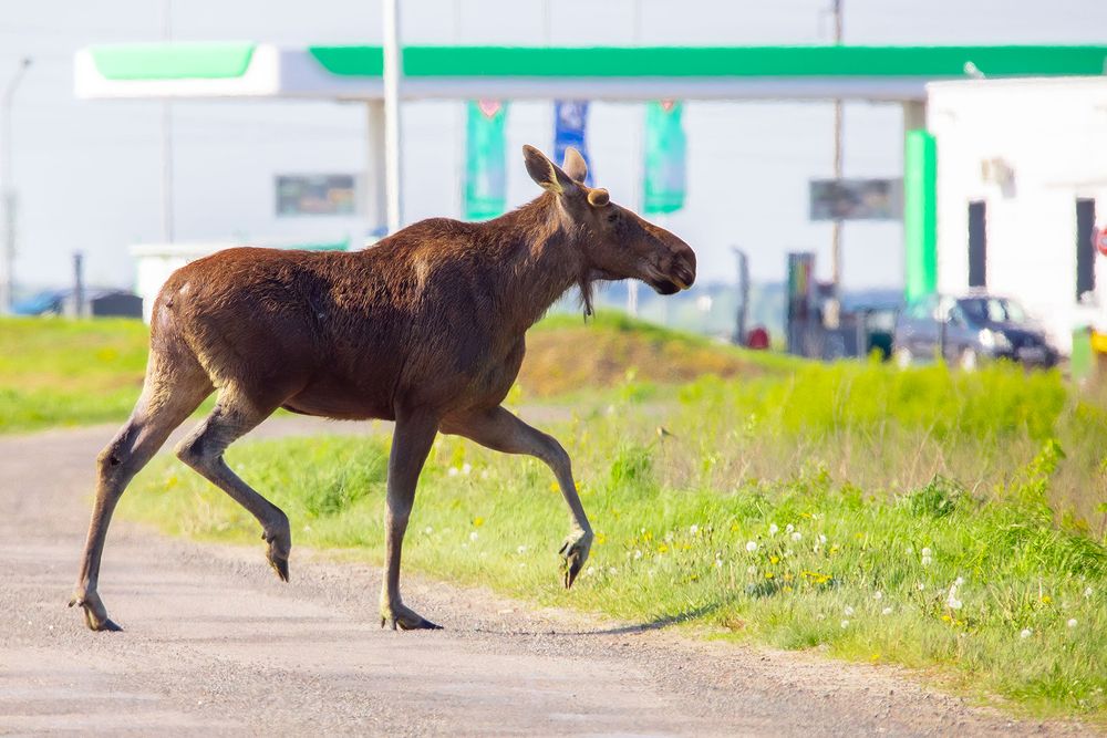 Photograph by Алёна Тиханович