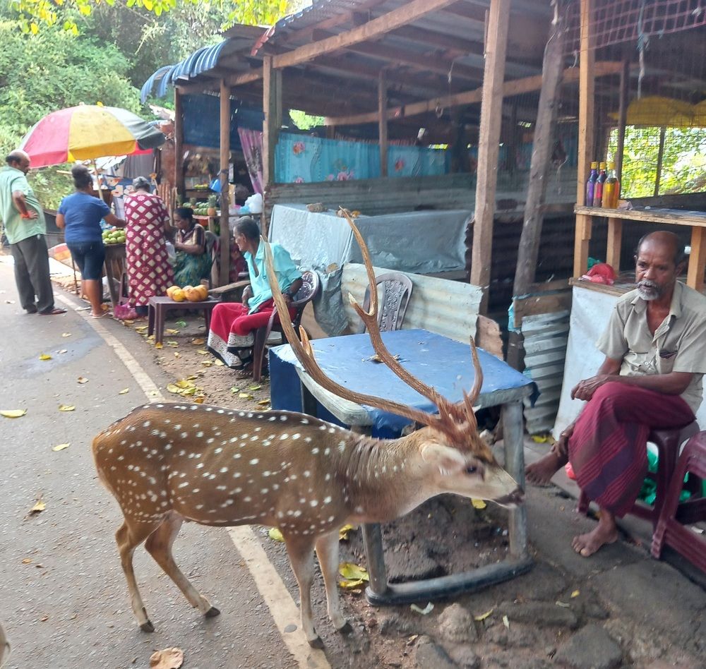 Photograph by Thilantha Abeysinghe