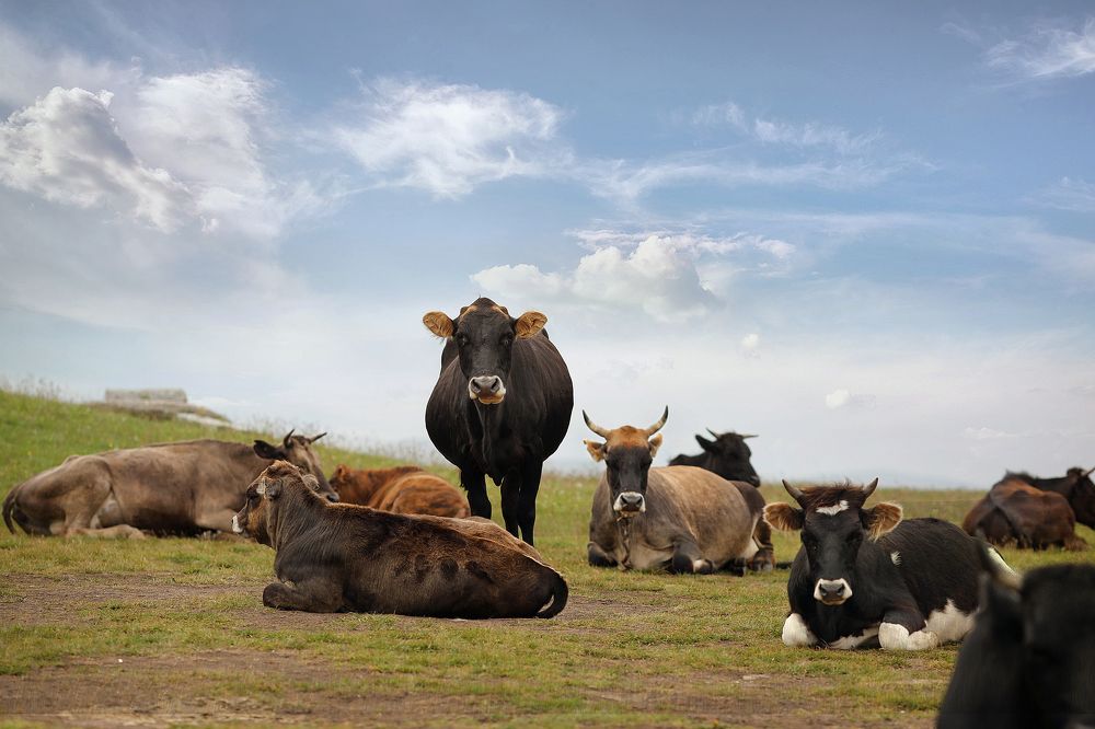 Photograph by Наталья Туева