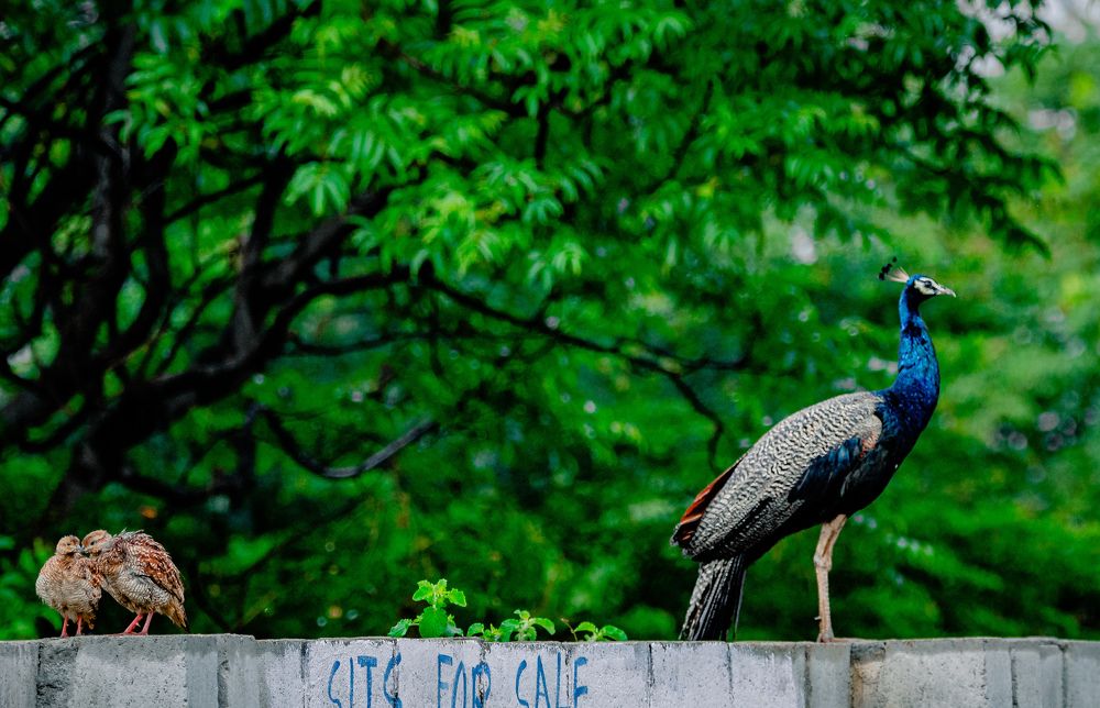 Photograph by Sarasija Ghosh