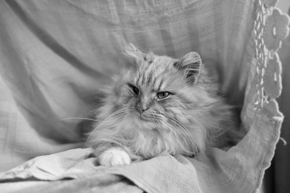 Photograph by Кристина Присакарь