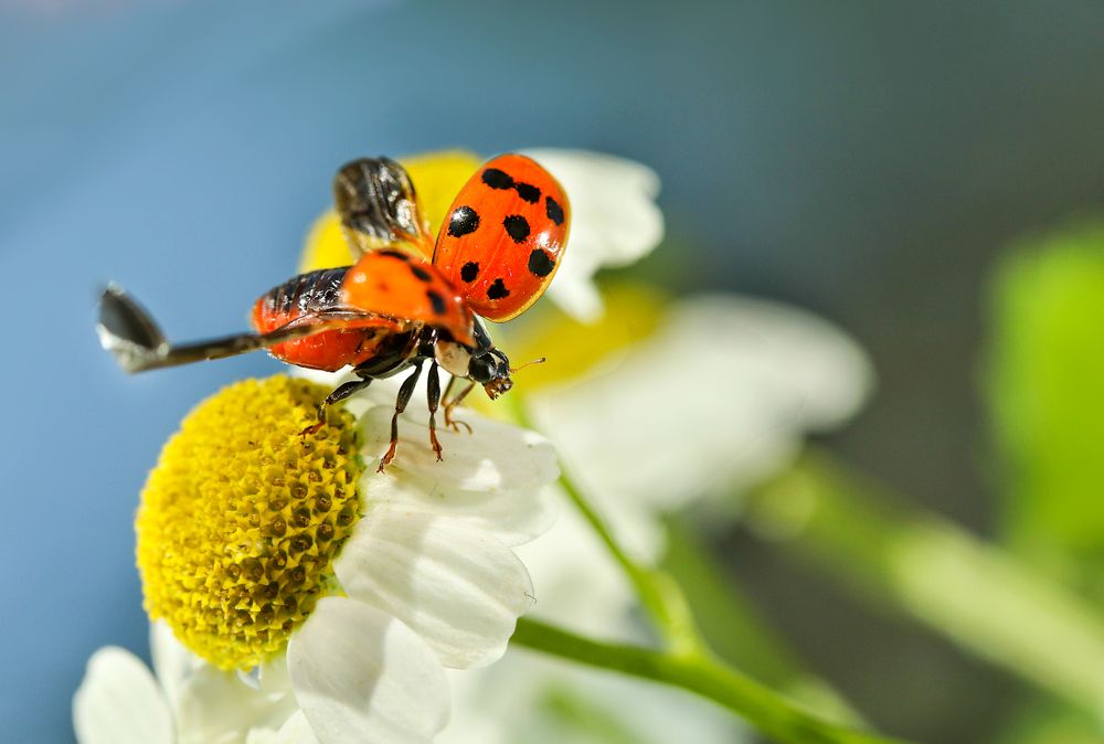 Photograph by Шруб (Беляева) Татьяна