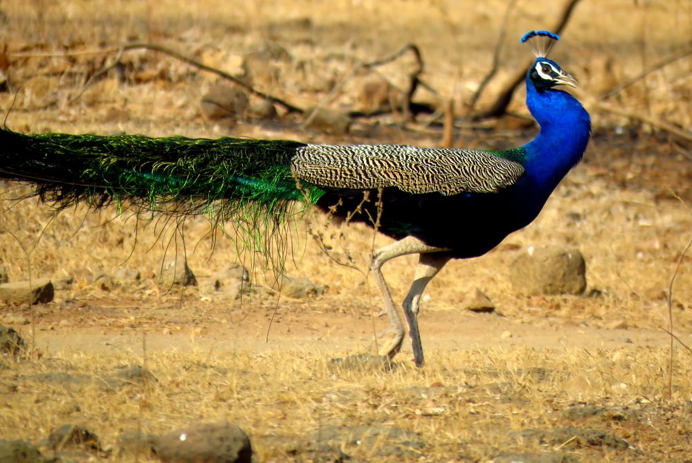 Male peacock making a run for it