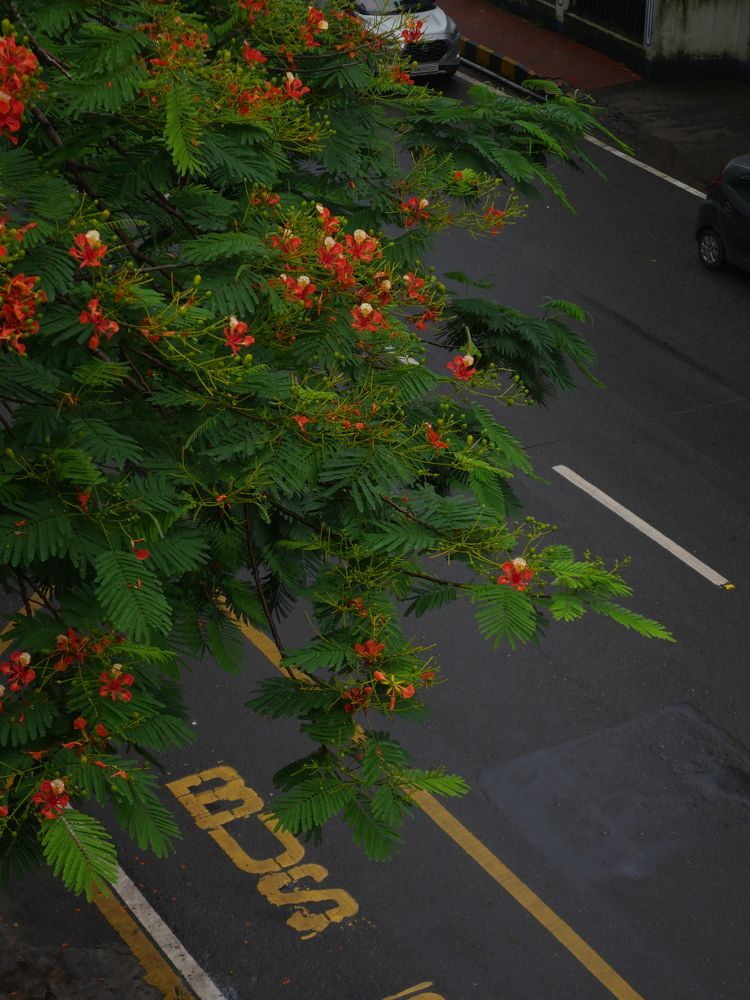 Photograph by S Shridhar