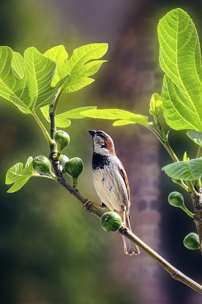 Воробей и инжир