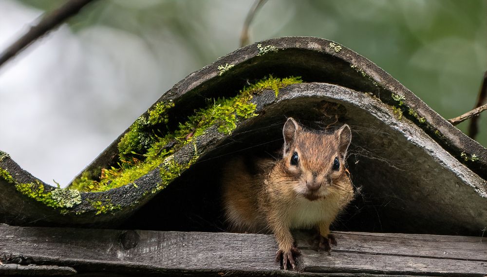 Photograph by Артем Кузнецов