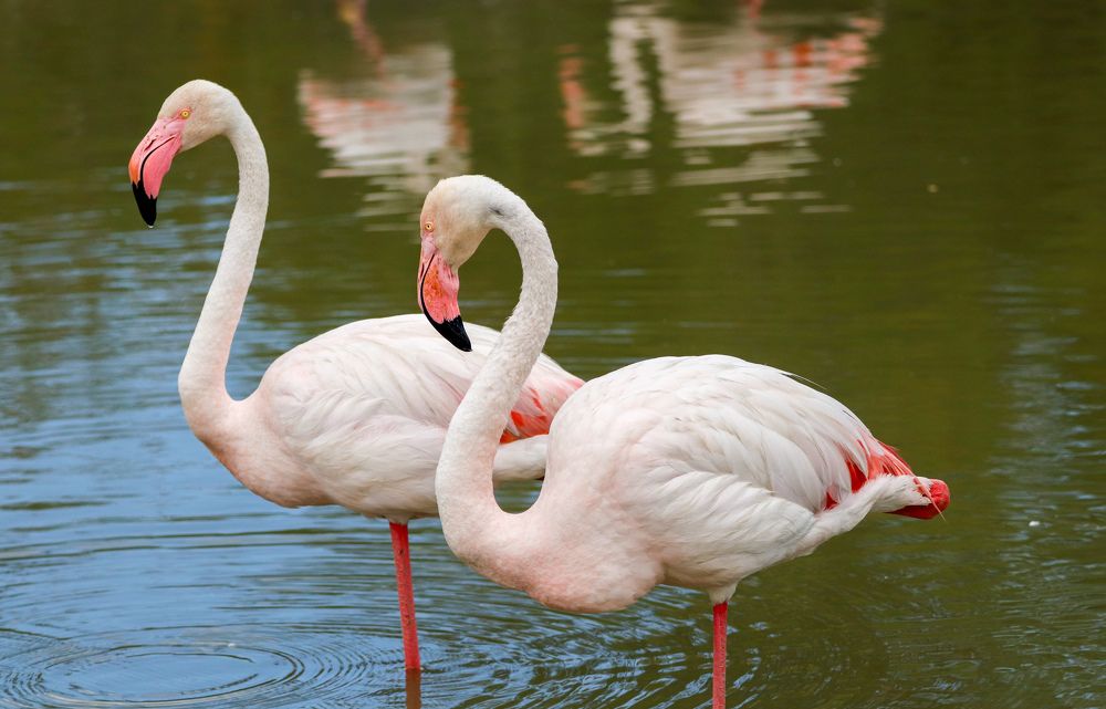 Two flamingos