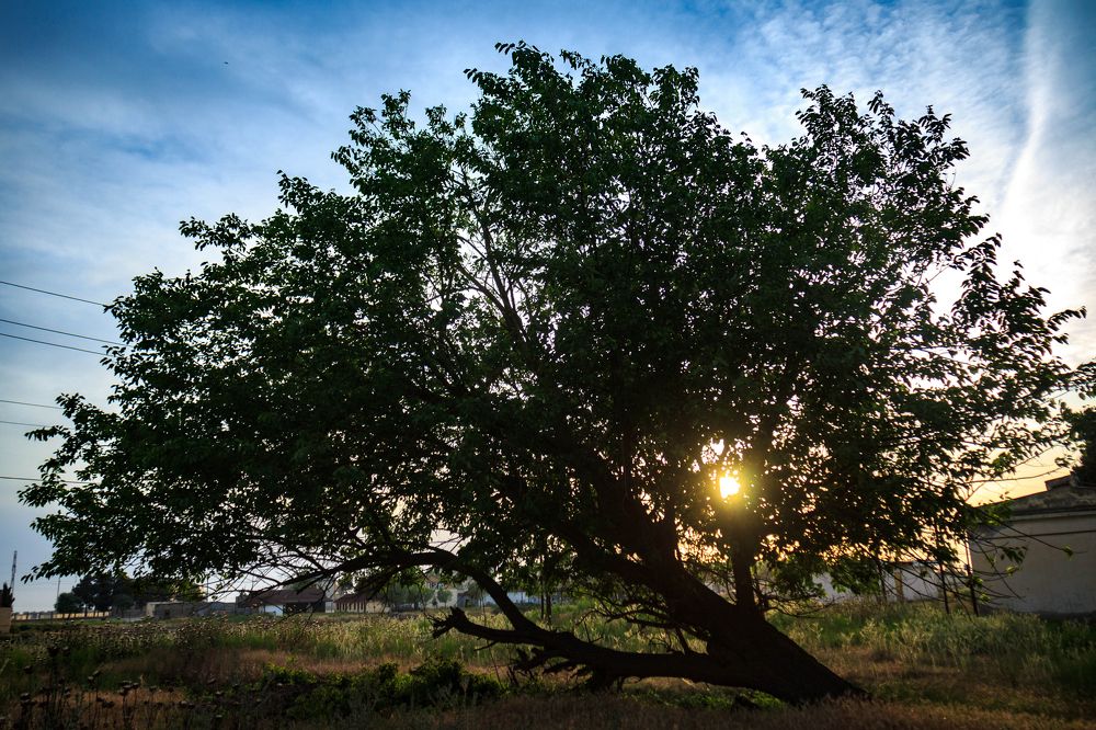 Фотография автора Emil Shahinoglu