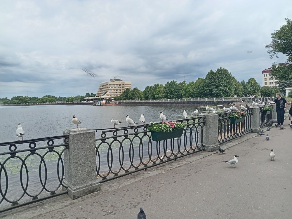 Набережная. Чайки. День рождения.