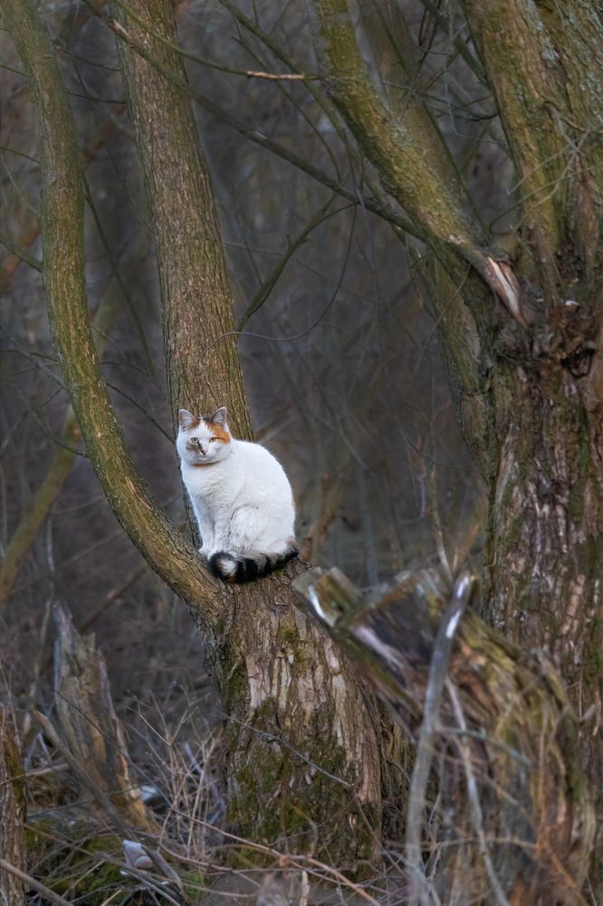 У Лукоморья дуб зелёный . . .