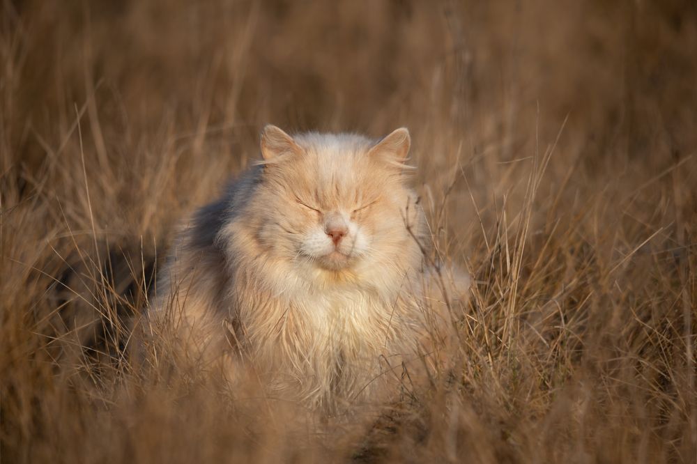 В лучах солнца