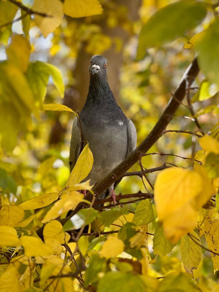 Голубь дикий или голубь обыкновенный