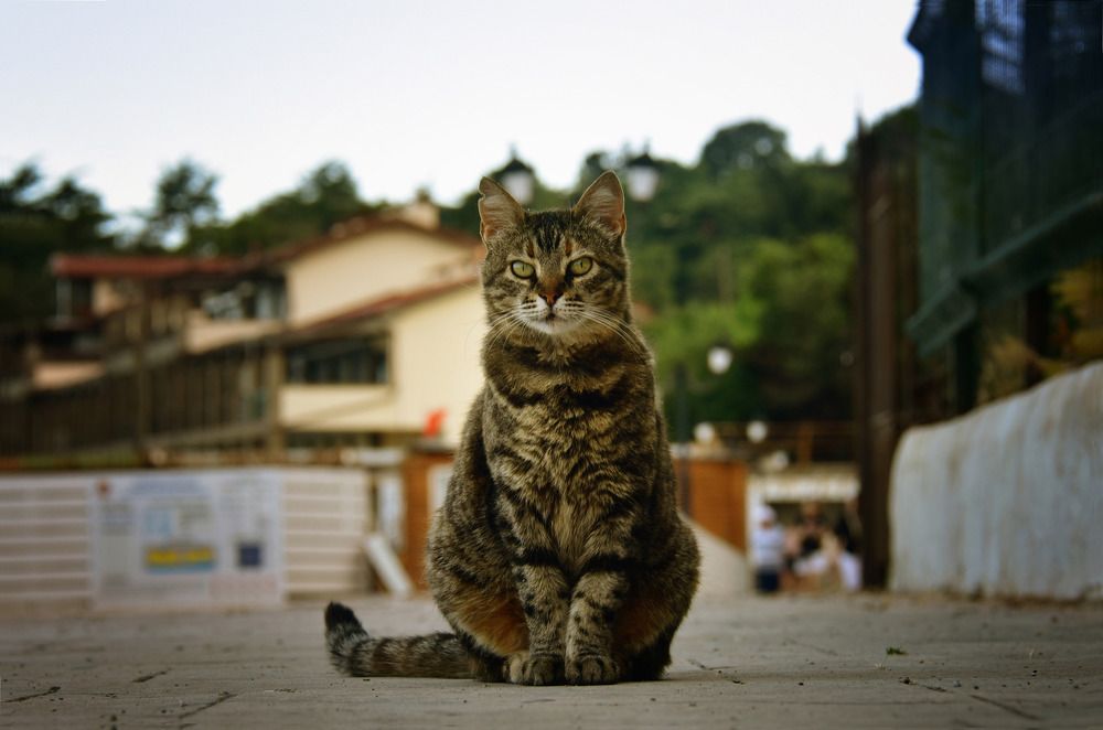 Фотография автора Мария