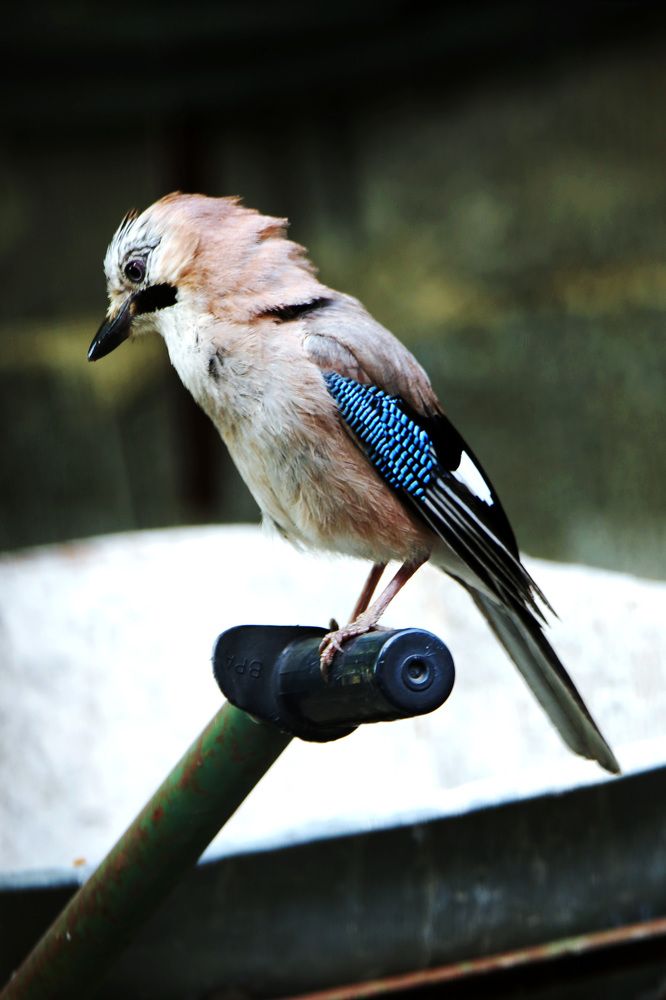 Photograph by Claudio Bonaccorsi