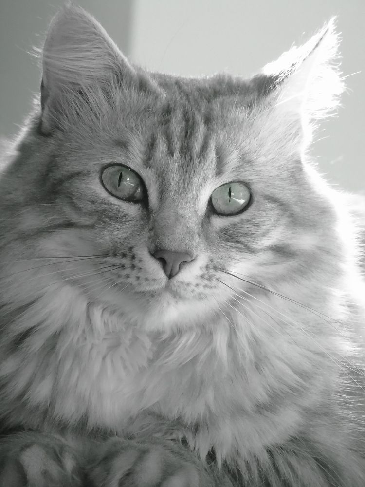 Кот Дымок / Cat Smoke