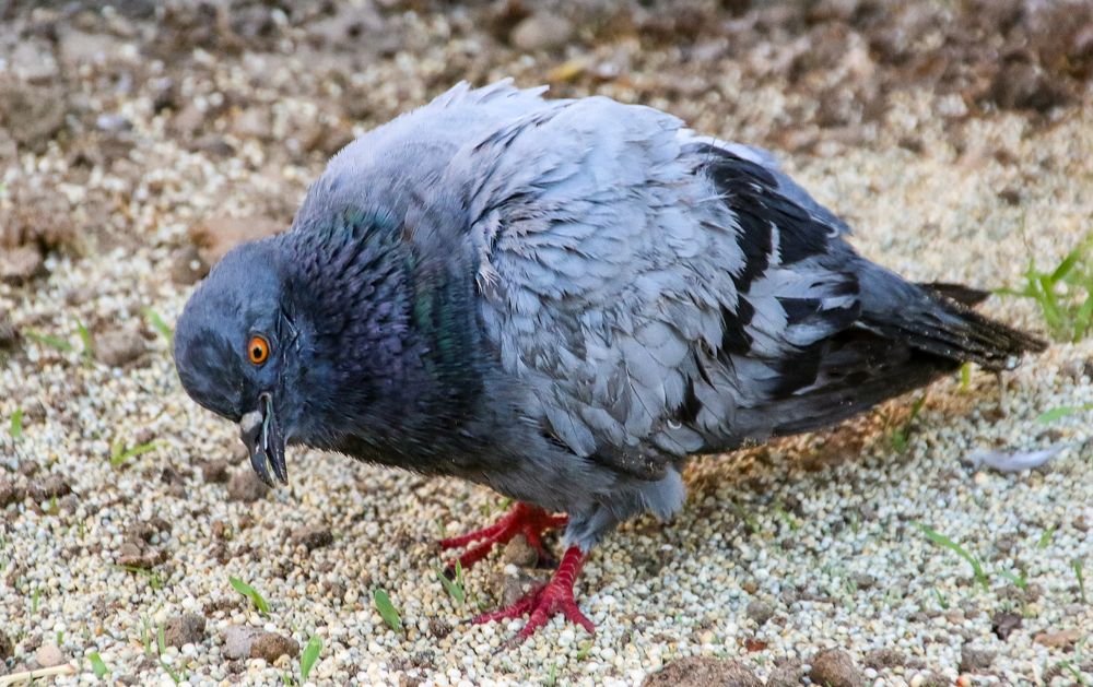 Photograph by Hisham Khatib