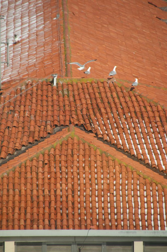 Photograph by Hisham Khatib